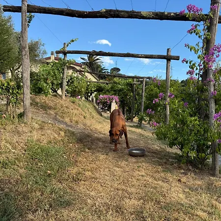Forma Alta 59 Vineyard Reserve Avenza