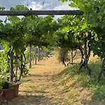 Daire Forma Alta 59 Vineyard Reserve *